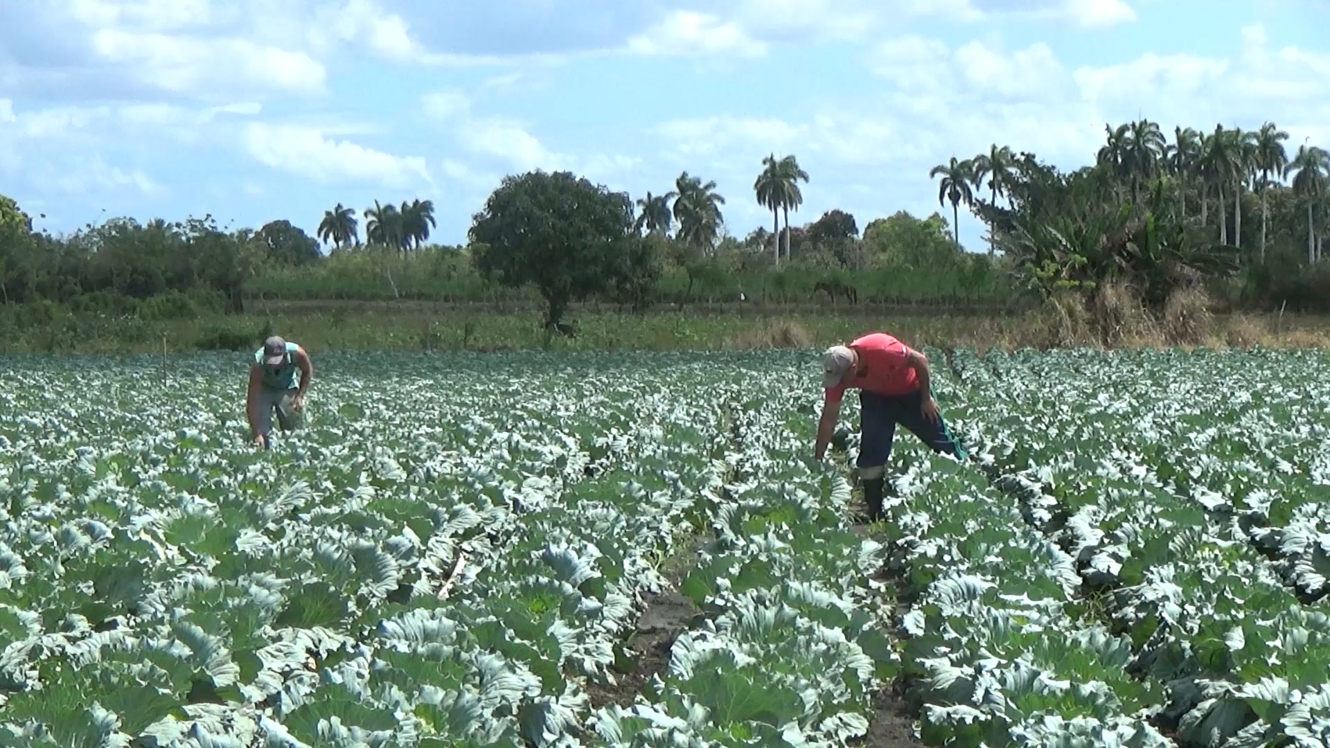 Mantiene su condición de referencia nacional granja urbana de Minas