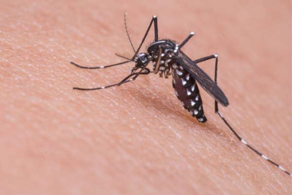 Virus de Oropouche (+Infografías)