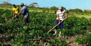 Campesinos: desde el alba hasta el ocaso.