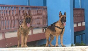 Deporte canino de fiesta el fin de semana