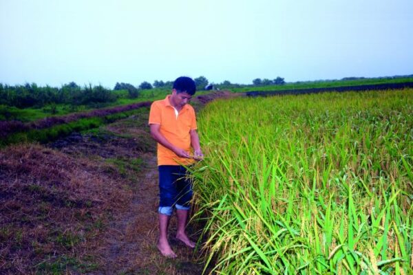 El proyecto se centra en la utilización de semillas híbridas provenientes de Vietnam. Foto: Juvenal Balán