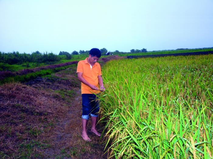 El proyecto se centra en la utilización de semillas híbridas provenientes de Vietnam. Foto: Juvenal Balán