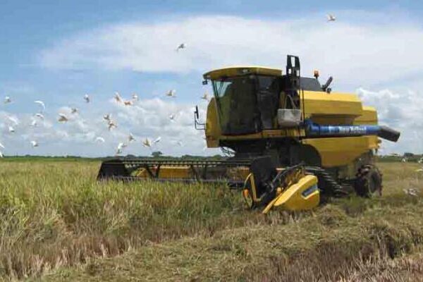 Florida tiene potencial necesario para cubrir la demanda de arroz del pueblo