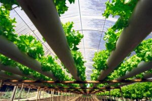 Hidroponía, cultivo sin suelo (+ infografía)