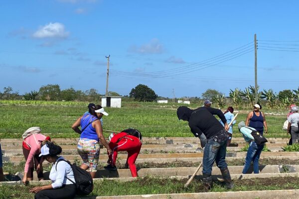 Realiza Federación de Mujeres Cubanas en Camagüey jornada de limpieza en organopónico Tínima