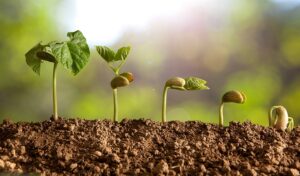 Una mirada a la agricultura ecológica (+ infografías)