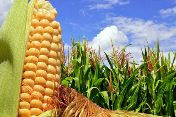 Entidad agrícola camagüeyana trabaja para encrementar la producción de alimentos