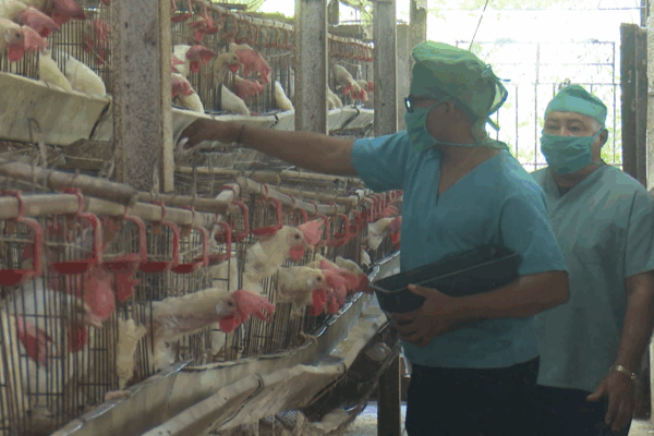 Proyecto de desarrollo local «Victoria» por un crecimiento de la producción avícola