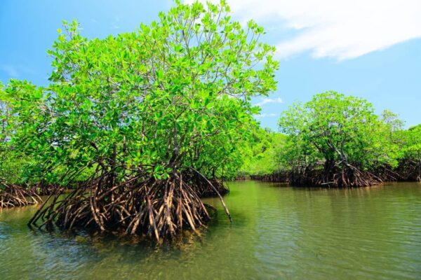 Entre agua y tierra: la fortaleza de los manglares en la biodiversidad