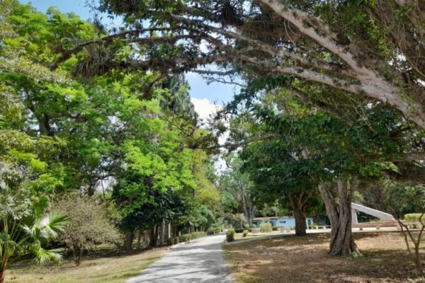 Jardín Botánico de Camagüey: un espacio de vida y conservación (+fotos)
