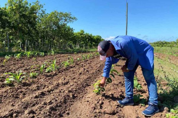 Camagüey consolida su liderazgo agrícola en Cuba