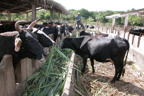 En Camagüey la ciencia en función de la agricultura