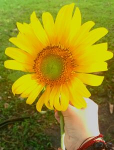 Girasoles para La Caridad