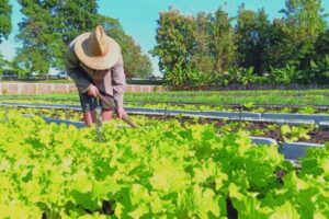 Destaca Primer Ministro desempeño de la agricultura urbana durante más de tres décadas