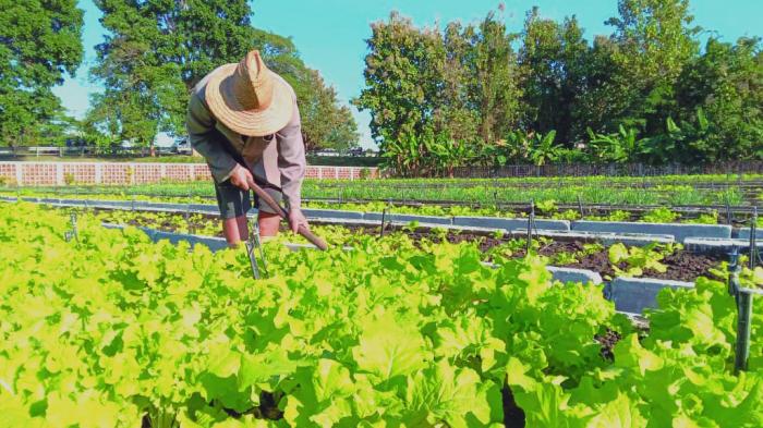 Destaca Primer Ministro desempeño de la agricultura urbana durante más de tres décadas