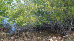 Tarea Vida: cuando la emergencia climática se volvió hoja de ruta