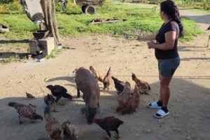 Destaca finca camagüeyana por su producción de alimentos