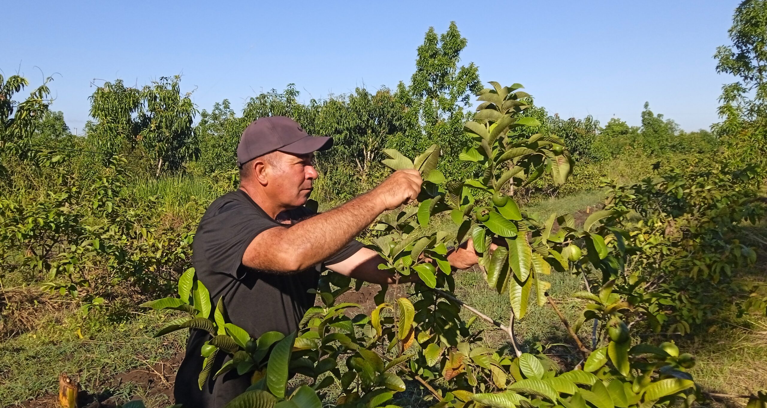Agroecología y altos rendimientos: la fórmula de Villa Luisa en Camagüey